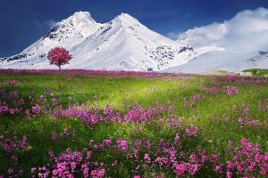 fleurs en montagne